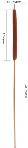 Dried Natural Cattails 20PCS Jumbo for Decor