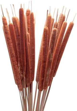 Dried Natural Cattails 20PCS Jumbo for Decor