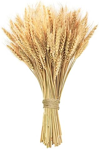 177 Inches Dried Wheat Stalks 100 Stems Natural Home Decor