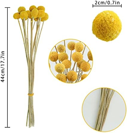 Uieke 30 Pcs Yellow Dried Billy Balls Flowers Bouquet