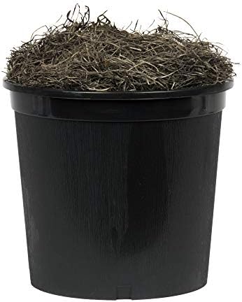 Vickerman 4 Foot Artificial Capensia Bush in Black Pot