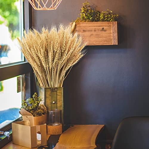 177 Inches Dried Wheat Stalks 100 Stems Natural Home Decor