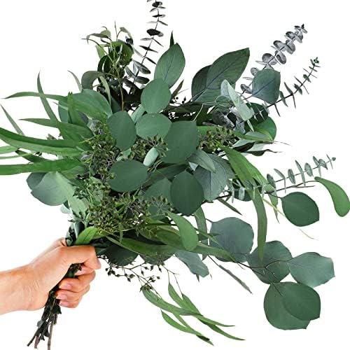 Glicrili 12Pcs Mixed Real Dried Eucalyptus Leaves Stems