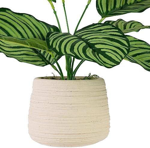 Northlight 13 Inch Artificial Prayer Plant in Beige Ceramic Pot