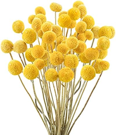 Uieke 30 Pcs Yellow Dried Billy Balls Flowers Bouquet