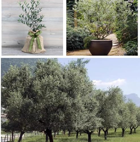 Artificial Olive Tree 1mx08m for Home Decor