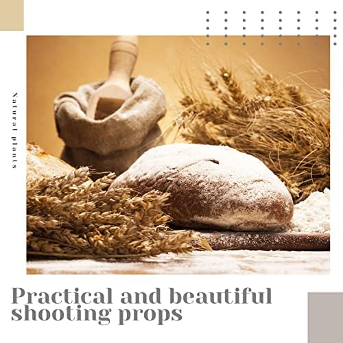 Geosar Dried Wheat Stalks for Decor 16 Inch Bundle