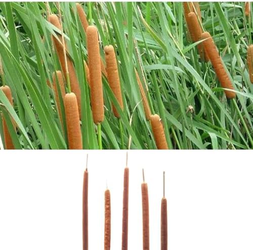 Dried Natural Cattails 20PCS Jumbo for Decor