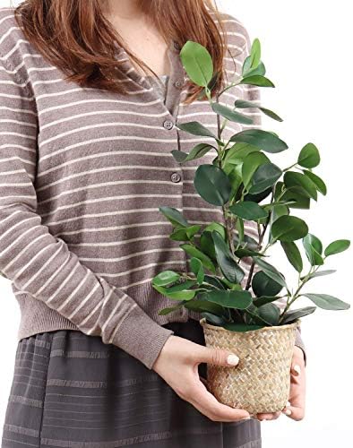 SAROSORA Artificial Ficus Tree with Weaved Pot 20 Inch Green