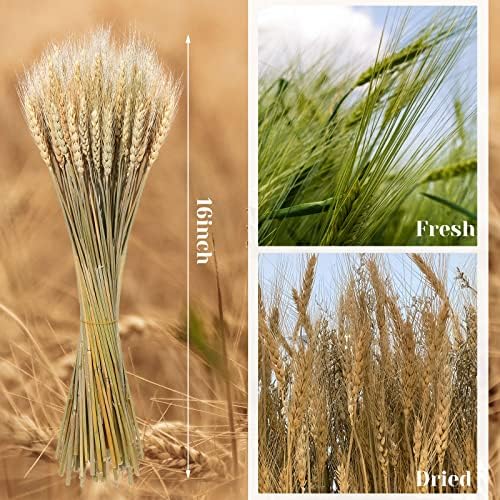Geosar Dried Wheat Stalks for Decor 16 Inch Bundle