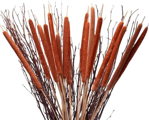 Dried Natural Cattails 20PCS Jumbo for Decor