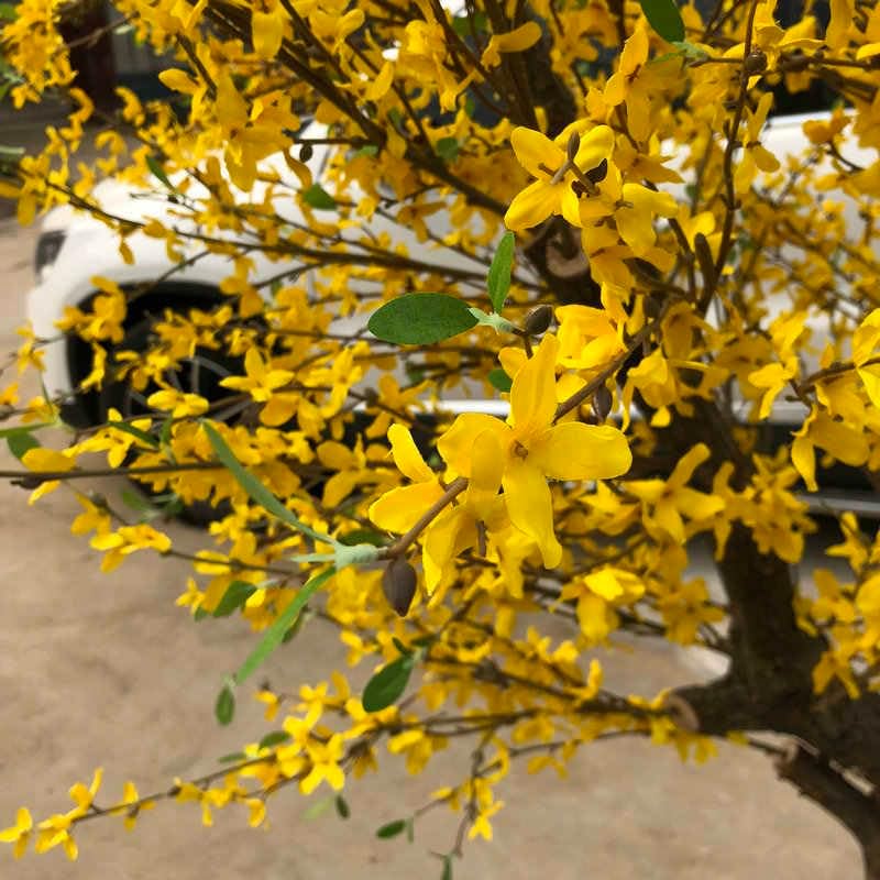 Artificial Winter Jasmine Tree 65m for Home Decor