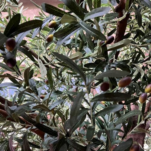 Tall Olive Tree Artificial Plant 350cm Realistic Texture