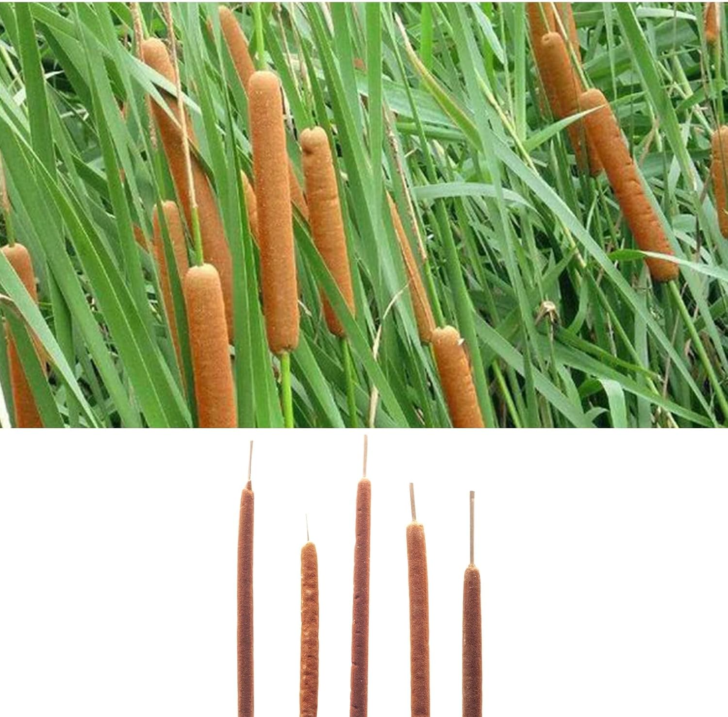 Dried Natural Cattails 20PCS Jumbo for Decor