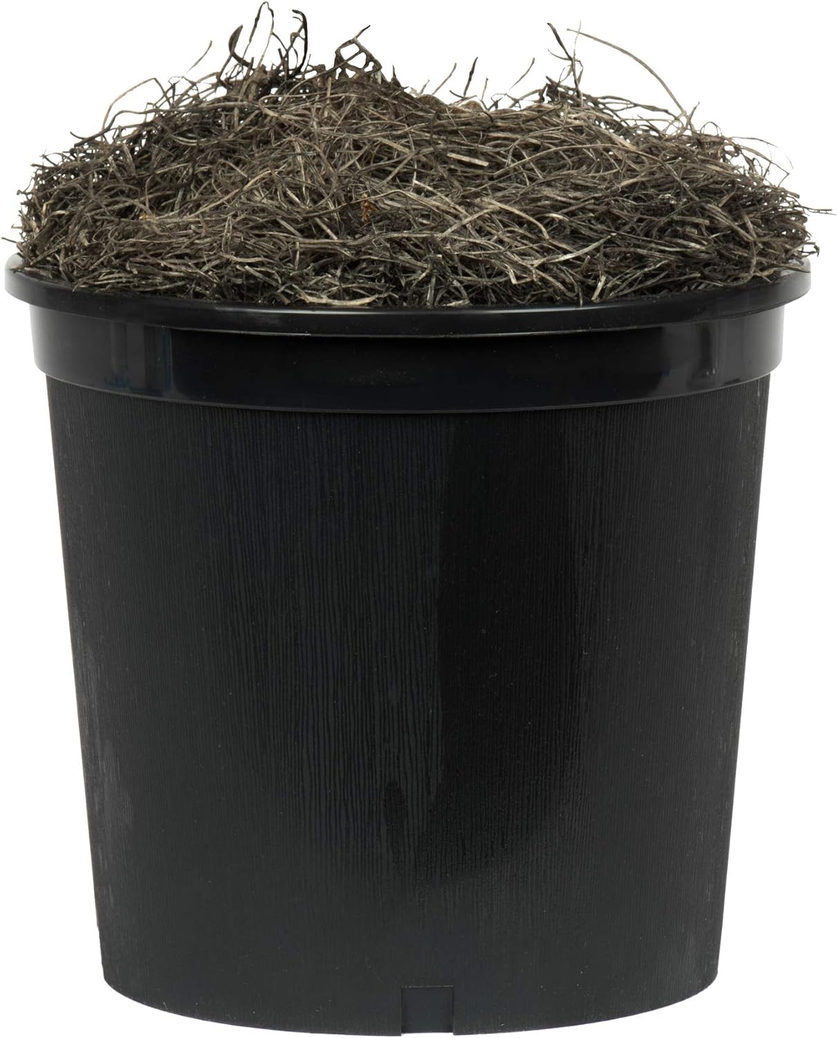 Vickerman 4 Foot Artificial Capensia Bush in Black Pot