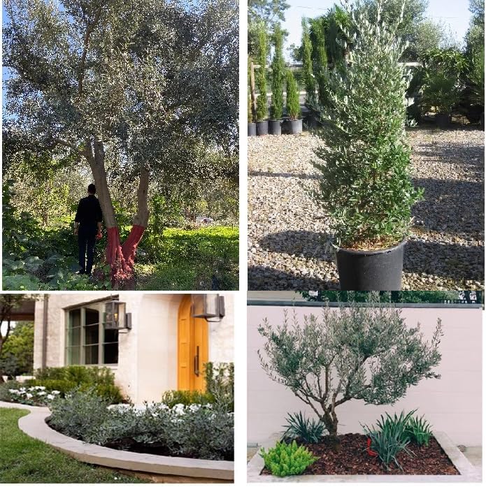 Artificial Olive Tree 1mx08m for Home Decor