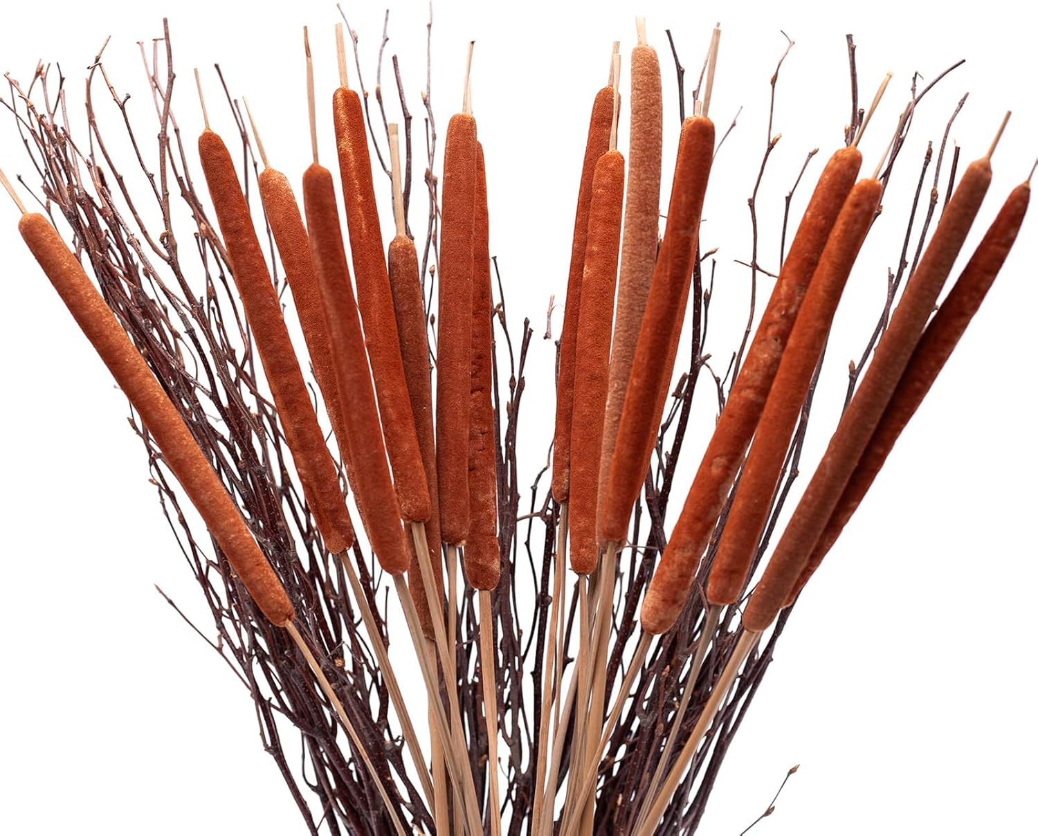 Dried Natural Cattails 20PCS Jumbo for Decor