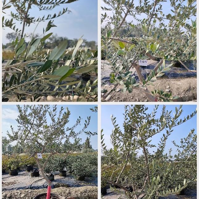 Artificial Olive Tree 1mx08m for Home Decor
