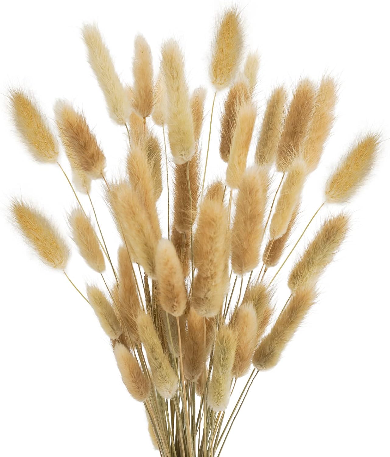 Uieke 17 Inch Natural Bunny Tails Dried Flowers 50 Pcs