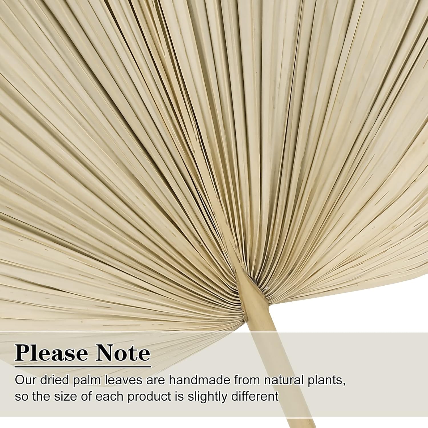 10pcs Large Dried Palm Leaves Boho DecorVase Wedding Backdrop