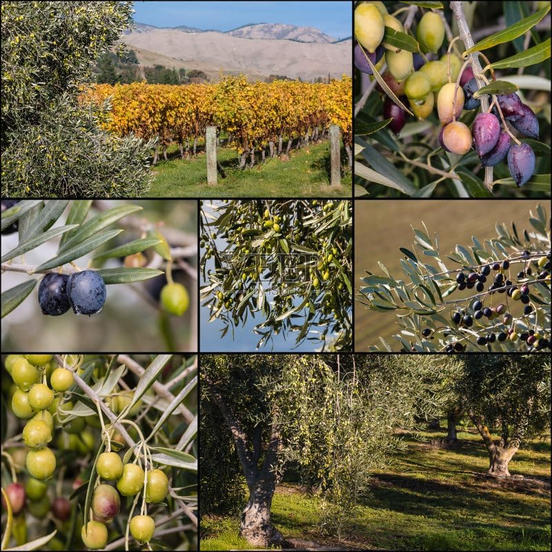 Artificial Olive Tree 1mx08m for Home Decor