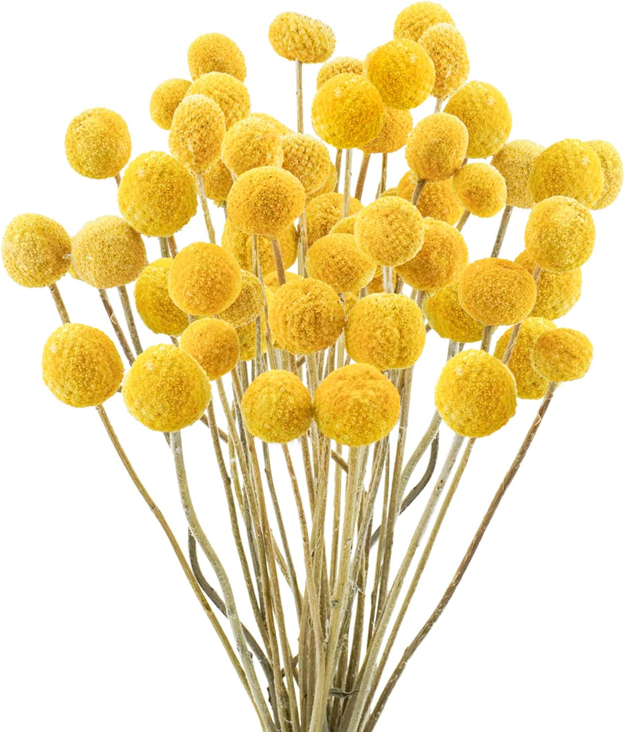 Uieke 30 Pcs Yellow Dried Billy Balls Flowers Bouquet