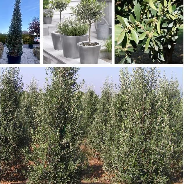 Artificial Olive Tree 1mx08m for Home Decor