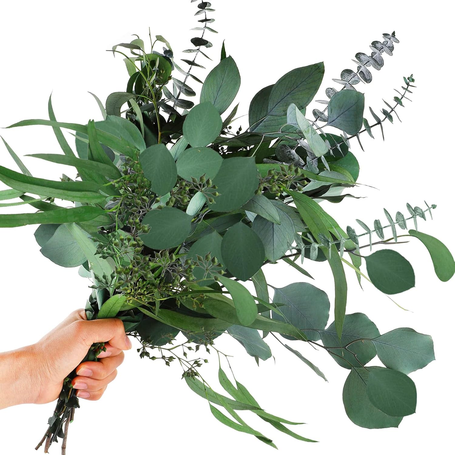Glicrili 12Pcs Mixed Real Dried Eucalyptus Leaves Stems