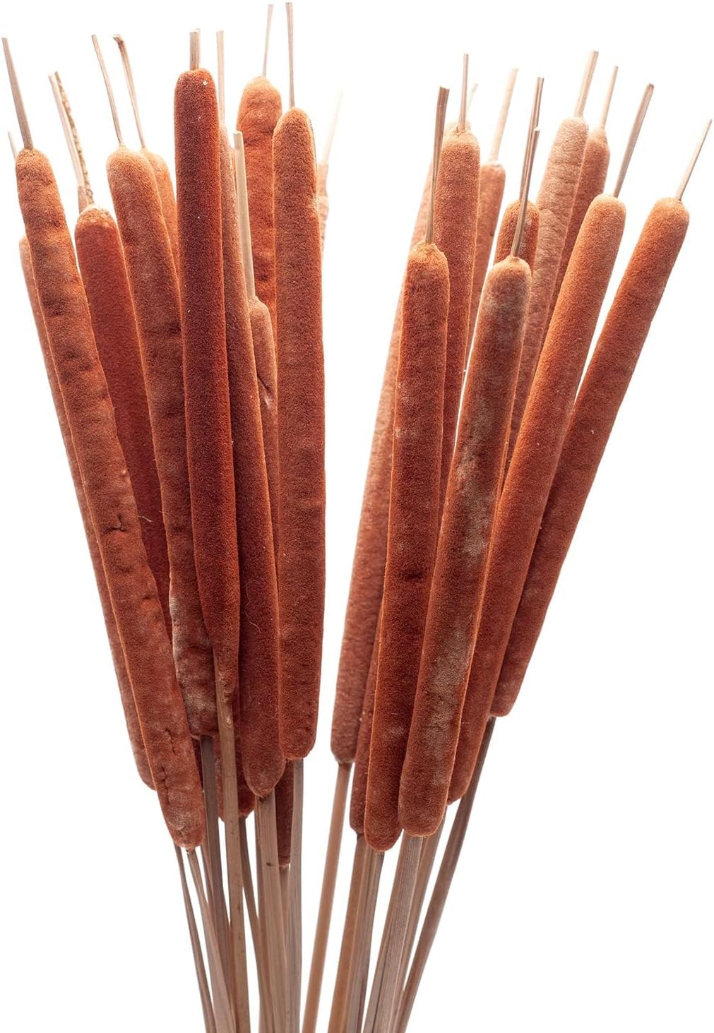 Dried Natural Cattails 20PCS Jumbo for Decor