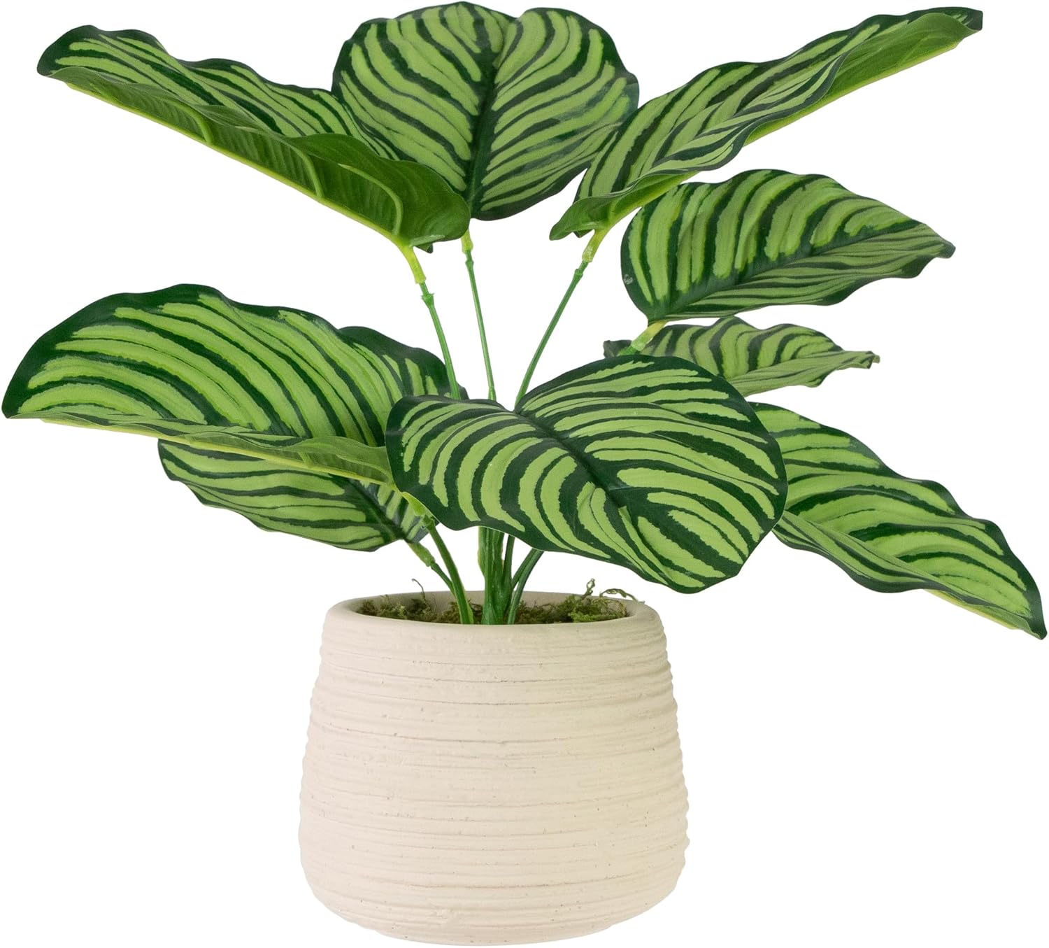Northlight 13 Inch Artificial Prayer Plant in Beige Ceramic Pot