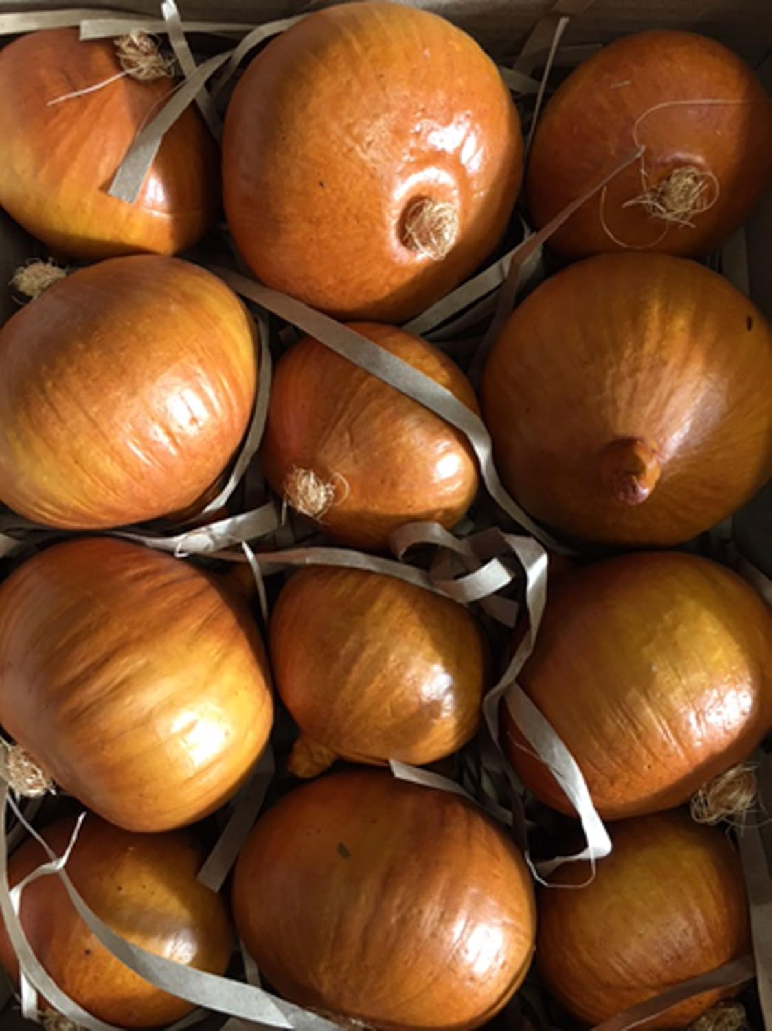 Bluebird Artificial Natural Onion Box of 12
