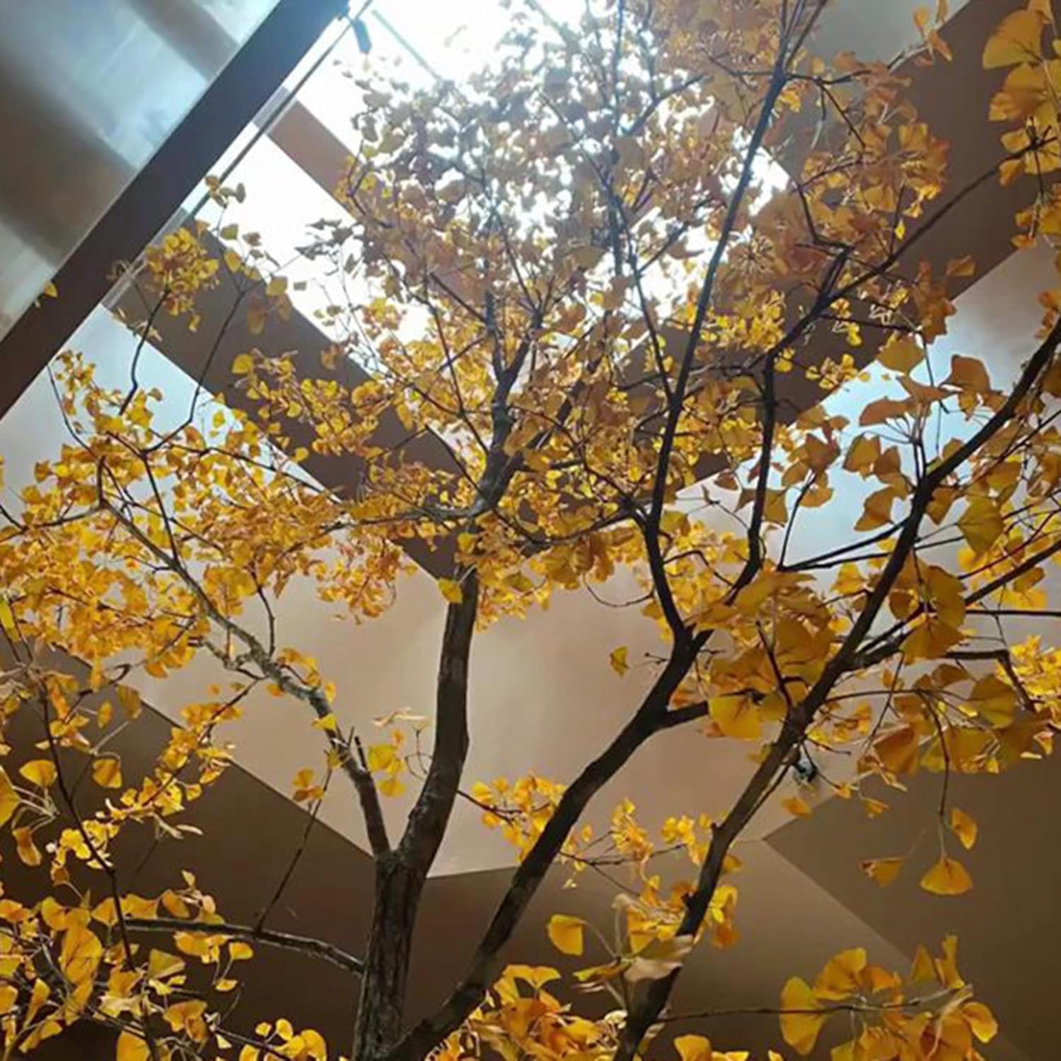 Large Simulated Ginkgo Tree 12m Artificial Fiberglass Decor Tree