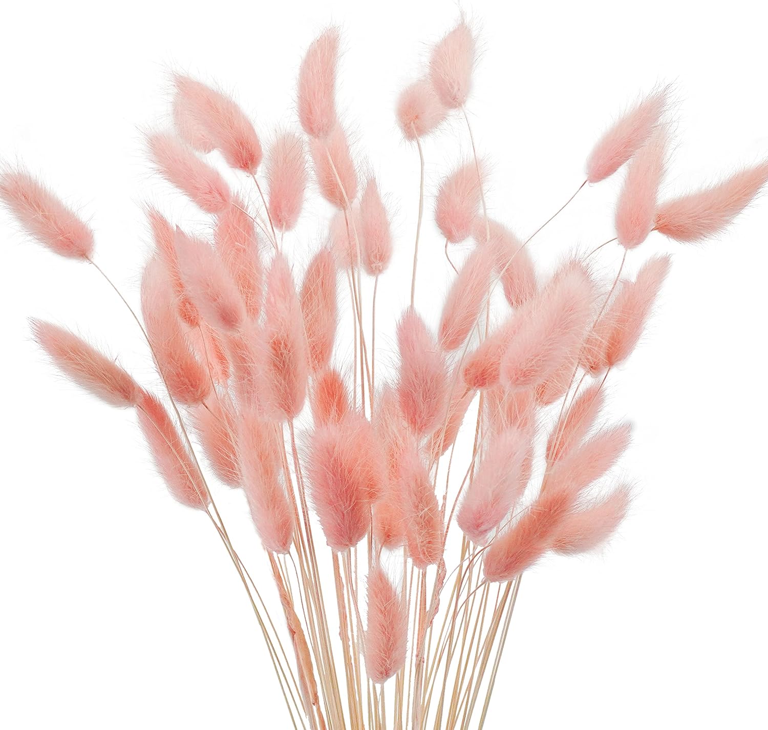 Uieke 17 Inch Natural Bunny Tail Dried Flowers 50 Pcs