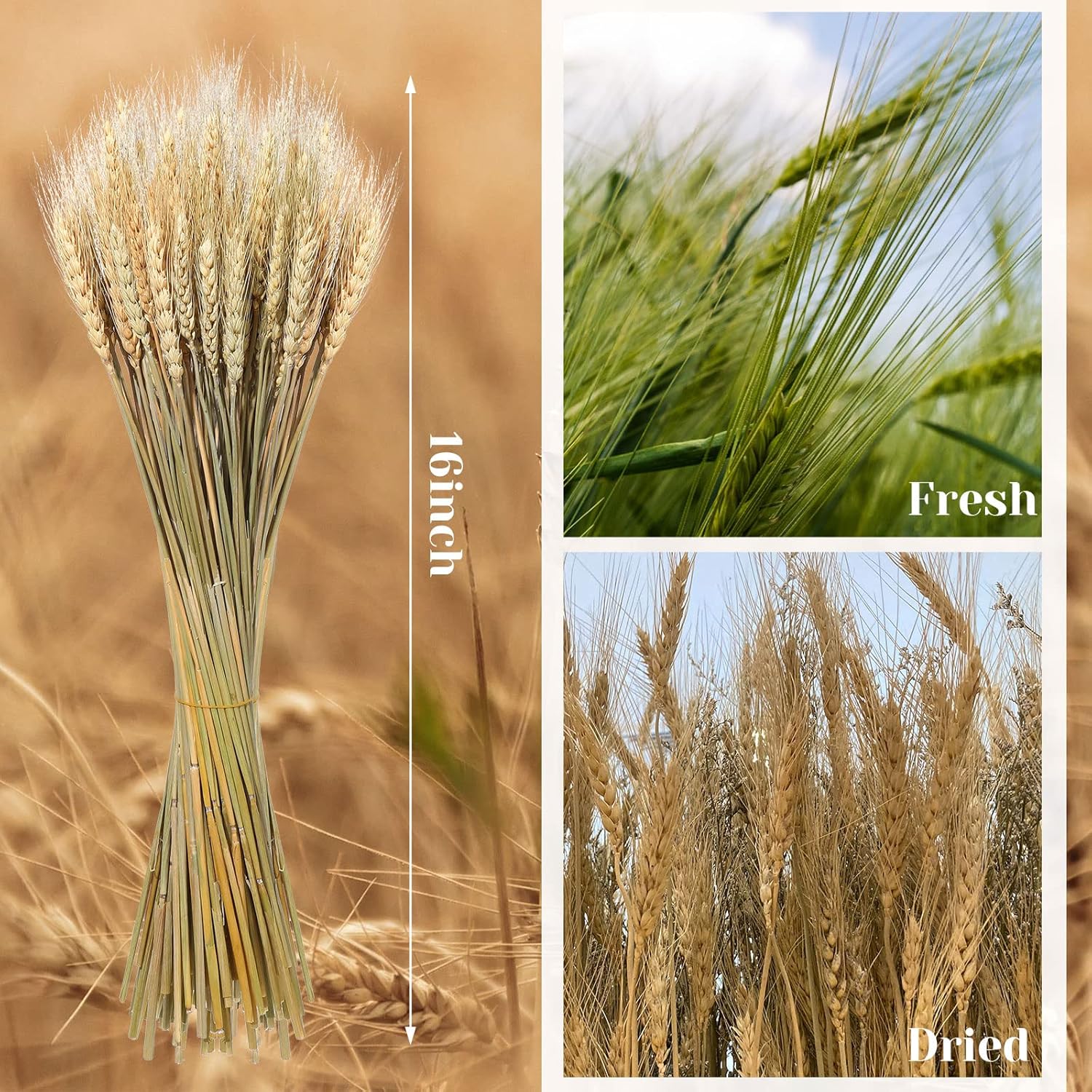 Geosar Dried Wheat Stalks for Decor 16 Inch Bundle
