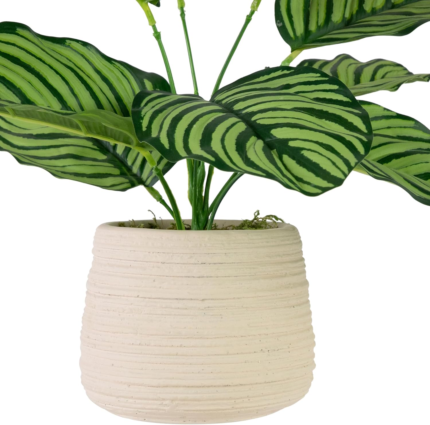 Northlight 13 Inch Artificial Prayer Plant in Beige Ceramic Pot