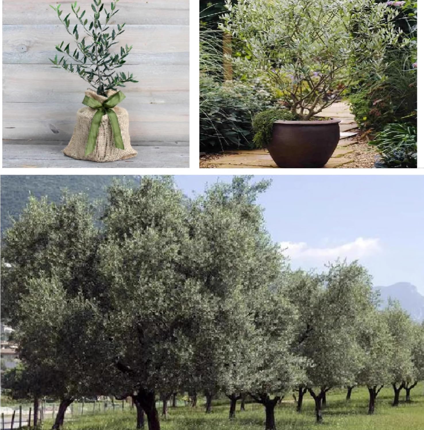 Artificial Olive Tree 1mx08m for Home Decor