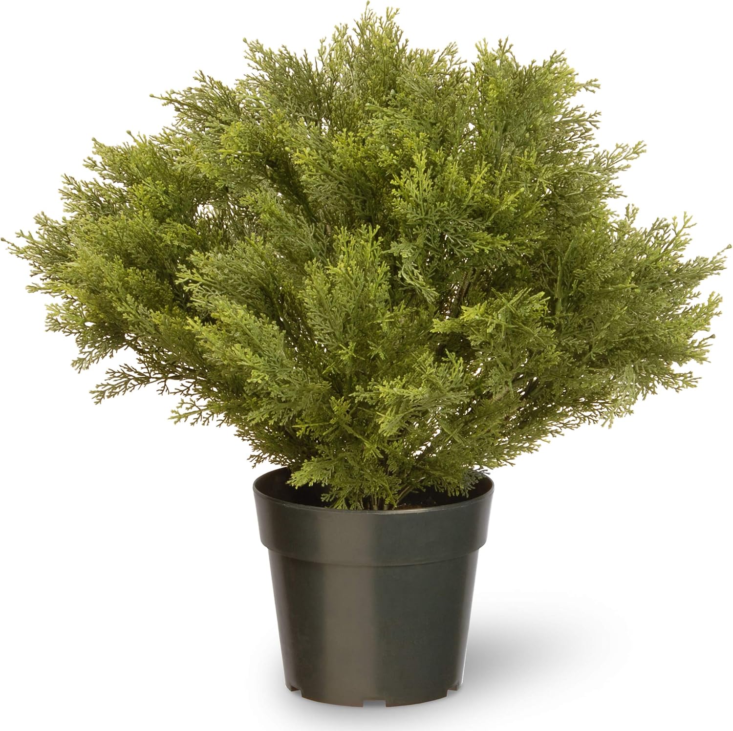 National Tree 24 Inch Artificial Arborvitae with 35 Clear Lights