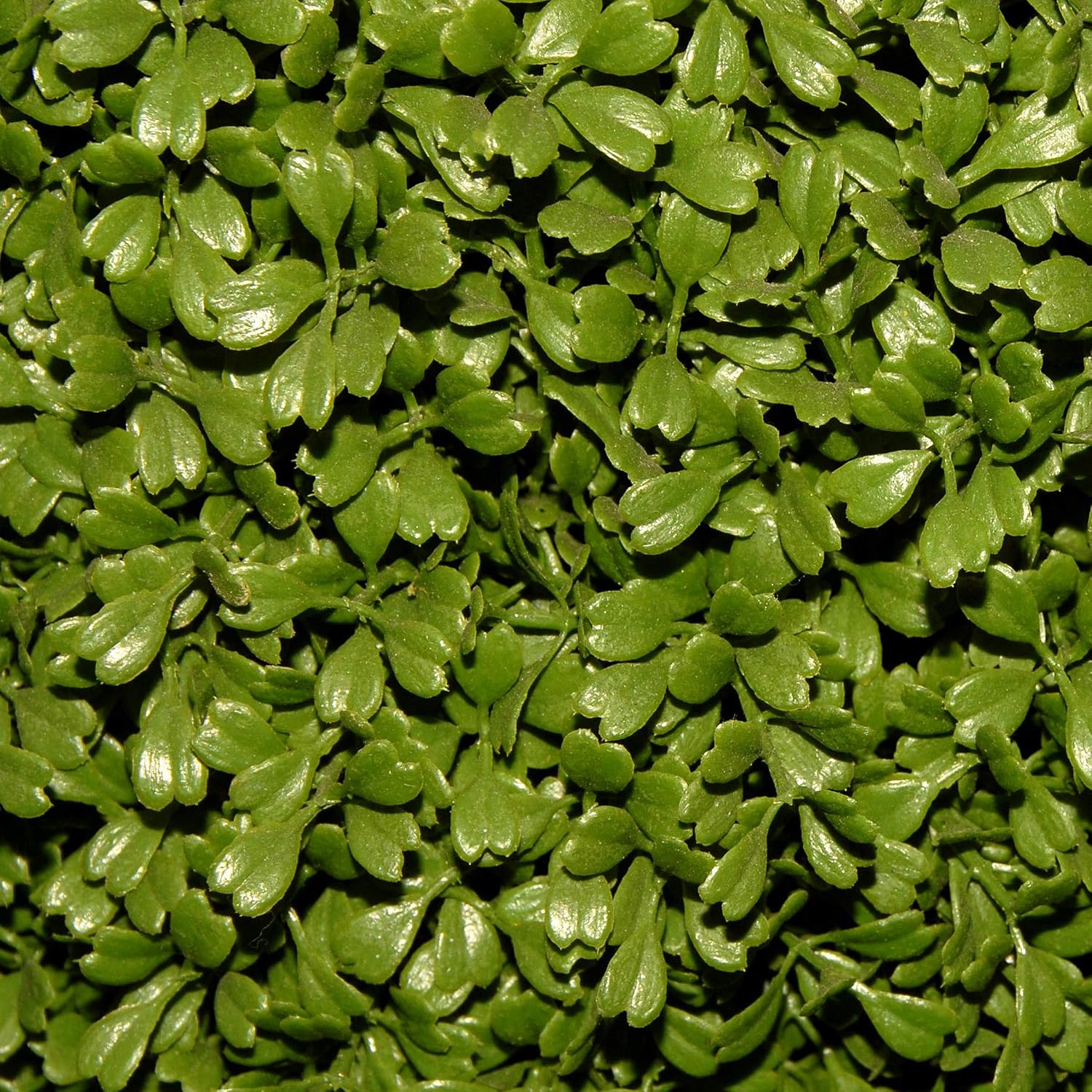 National Tree Company Artificial Shrub Boxwood 15 Inches Green