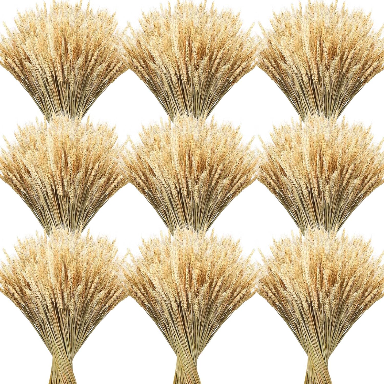Geosar Dried Wheat Stalks for Decor 16 Inch Bundle